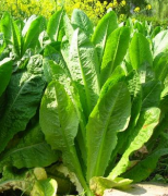 【萵筍葉煮水】萵筍葉煮水的做法_萵筍葉煮水的功效