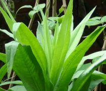 【萵筍葉的營養(yǎng)價值】萵筍葉的食療作用_萵筍葉怎么做好吃