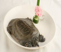 【甲魚的營養(yǎng)價值】甲魚的功效與作用