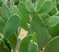 【仙人掌的作用】仙人掌的用途_仙人掌的藥用價(jià)值