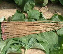 【牛蒡是什么】牛蒡是山藥嗎