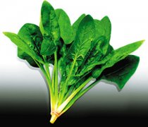 【菠菜的營養(yǎng)價值】菠菜的功效與作用