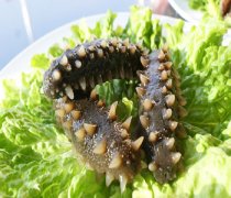【海參的功效與作用】海參的家常做法_海參的營養(yǎng)價值