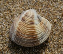 【蛤蜊的營(yíng)養(yǎng)價(jià)值】蛤蜊的做法_蛤蜊的功效與作用