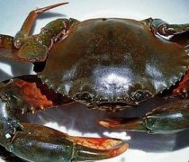 【青蟹的營養(yǎng)價(jià)值】青蟹怎么做好吃_青蟹適合哪些人吃