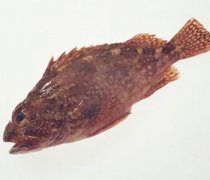 【小石斑魚的做法】小石斑魚的營(yíng)養(yǎng)_小石斑魚怎么選