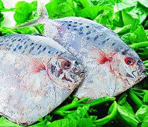 【鯧魚怎么洗】鯧魚怎么做好吃_鯧魚的營養(yǎng)價值