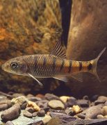 【石斑魚種類】石斑魚怎么做好吃_石斑魚的營(yíng)養(yǎng)價(jià)值