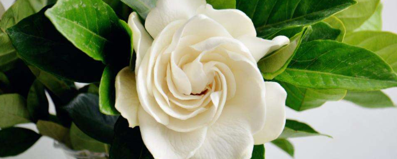 為什么說梔子花不能養(yǎng)家里