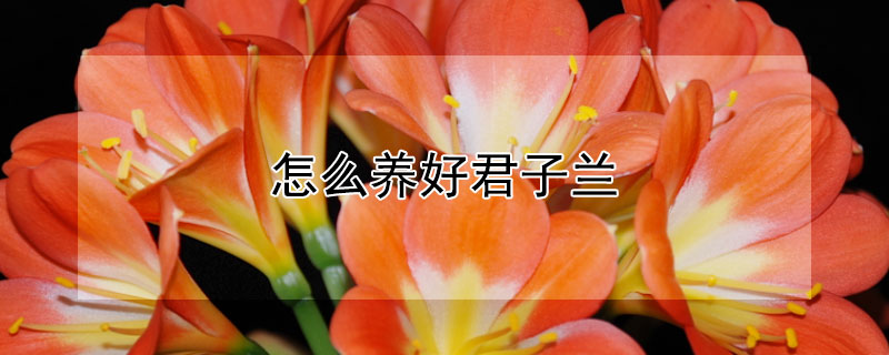 怎么養(yǎng)好君子蘭