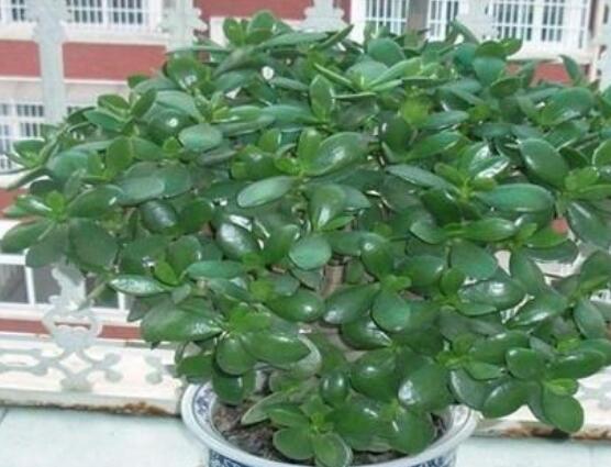 燕子掌能放在室內(nèi)養(yǎng)嗎，能/吸收有害氣體、釋放氧氣(身體健康)