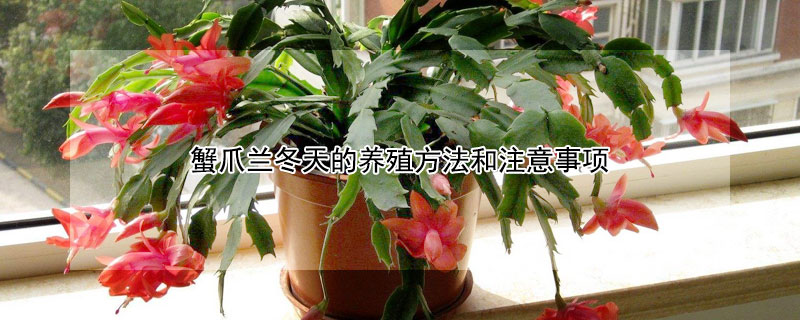 蟹爪蘭冬天的養(yǎng)殖方法和注意事項(xiàng)