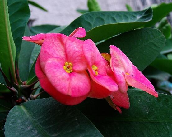 養(yǎng)虎刺梅不吉利嗎，導(dǎo)致全家霉運(yùn)不斷、影響身體健康