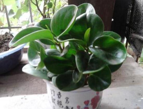 碧玉對(duì)身體有什么好處，碧玉的功效與作用