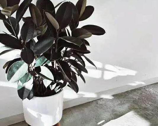 橡皮樹怎么摘心，手把手教你橡皮樹的摘心方法