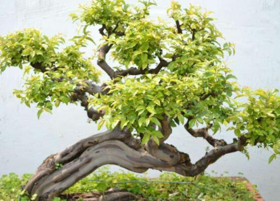 九里香盆景的養(yǎng)殖方法，做好七個(gè)基本養(yǎng)殖要點(diǎn)滿盆花香