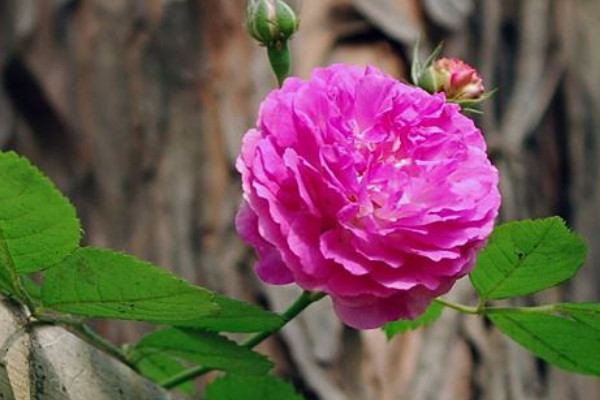 薔薇什么時候換盆