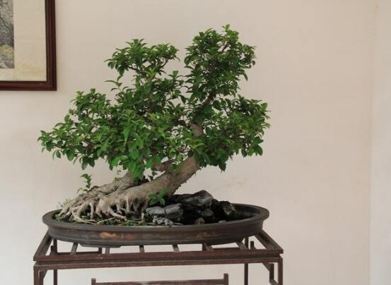 榕樹(shù)葉子發(fā)黃怎么辦，榕樹(shù)葉子發(fā)黃解決辦法