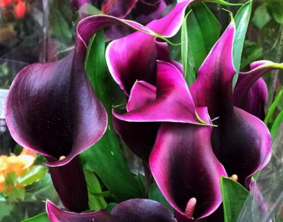 紅色馬蹄蓮花語，圣潔虔誠、永結(jié)同心、吉祥如意