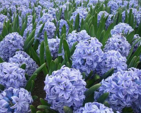 風(fēng)信子葉子太長(zhǎng)立不住是怎么回事，教你常見三種原因以及解決方法