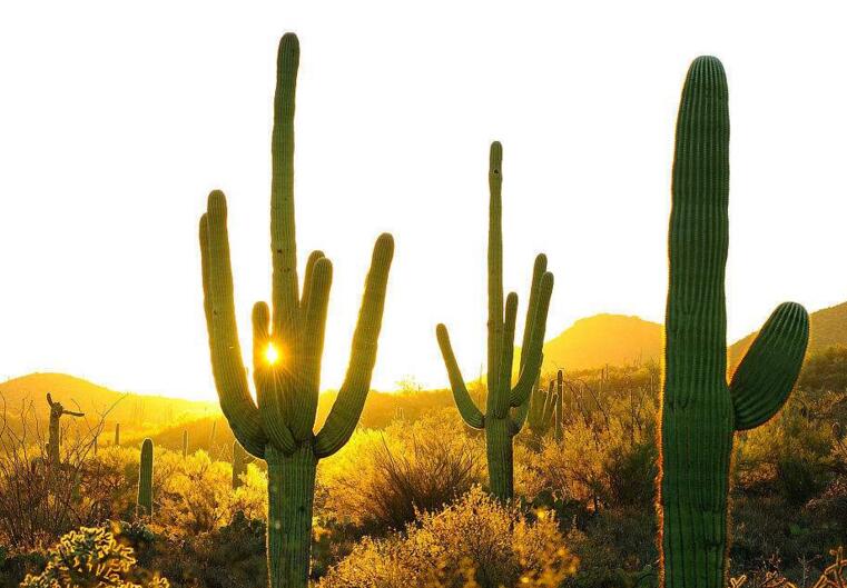 仙人球長(zhǎng)小球要修剪嗎，最好把這些小球進(jìn)行移栽