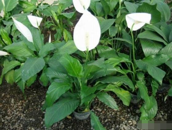 一帆風(fēng)順花期，大多數(shù)在5-8月開花(一年四季均可開花)