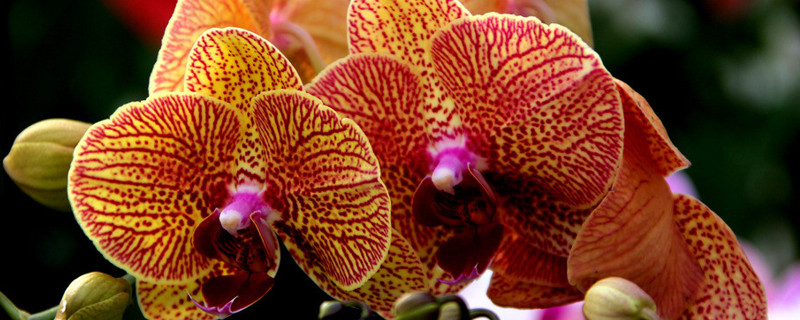 花期蝴蝶蘭家庭養(yǎng)法