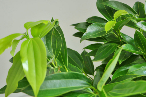 平安樹葉子耷拉怎么辦，適當(dāng)補充光照增施氮肥