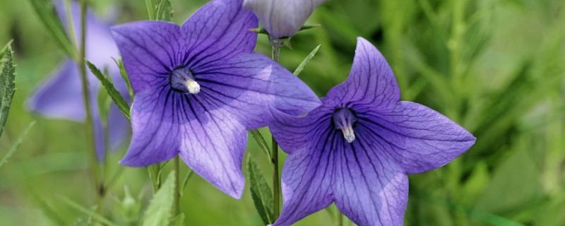 牽牛花苗的養(yǎng)護(hù)方法