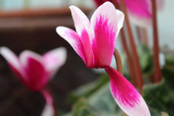 仙客來的繁殖方法，播種繁殖/切莖繁殖/組織繁殖