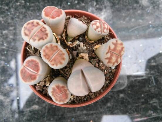 生石花家庭養(yǎng)護(hù)，老農(nóng)總結(jié)最實(shí)用五大要點(diǎn)