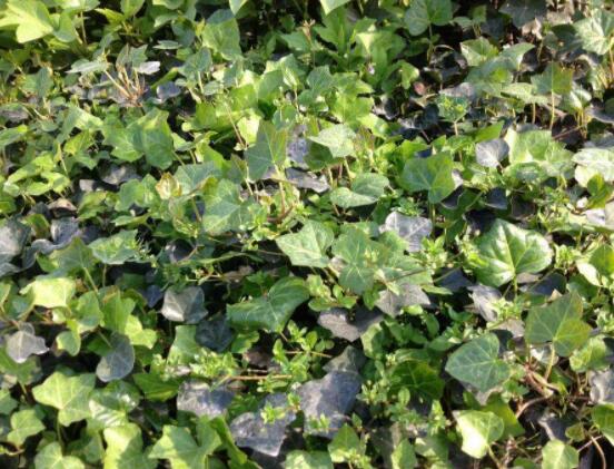 常春藤葉子干枯怎么辦，做好這五點即可恢復生機