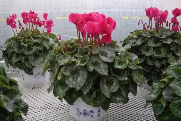 仙客來(lái)葉子發(fā)黃莖變軟，找出問(wèn)題的原因并及時(shí)補(bǔ)救