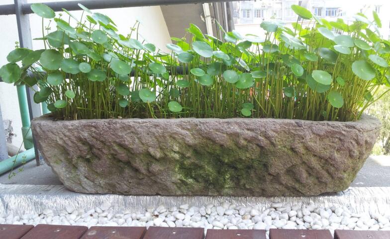 銅錢草怎么種，銅錢草土養(yǎng)的方法步驟