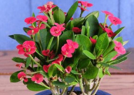 養(yǎng)虎刺梅不吉利嗎，導(dǎo)致全家霉運(yùn)不斷、影響身體健康