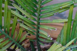 鐵樹有哪些病蟲害，鐵樹病蟲害防治