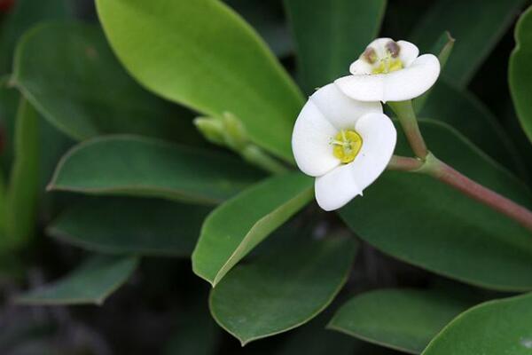 虎刺梅開花為何不紅了，可能是光照不足導(dǎo)致