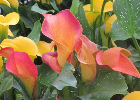 彩色馬蹄蓮花期多長，從11月一直開放到來年5月(半年)