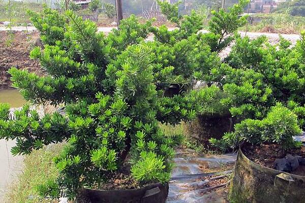 十大羅漢松品種，羅漢松常見品種介紹