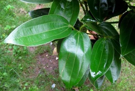 平安樹(shù)葉子耷拉怎么辦，三種原因以及解決辦法