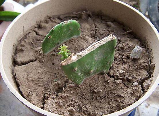 仙人掌的繁殖方法，扦插繁殖簡單/存活率高(合適推薦)