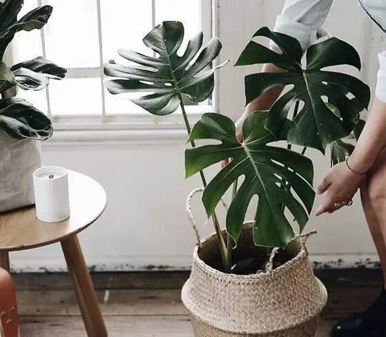 龜背竹葉子黃了怎么辦，要從土壤和澆水等4方面入手解決