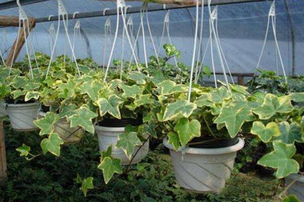 常春藤怎么養(yǎng)葉子綠，常春藤養(yǎng)殖5大要點