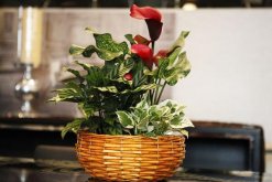 馬蹄蓮花怎么養(yǎng)，不容錯(cuò)過的5大要點(diǎn)