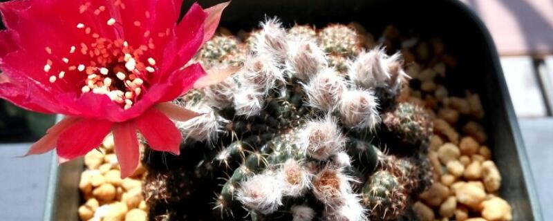 黃仙玉仙人球怎么養(yǎng)