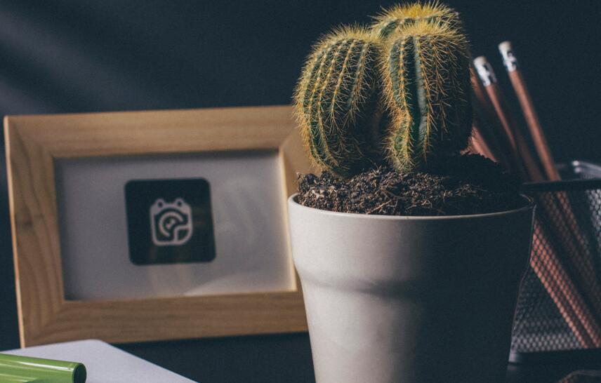 仙人掌的用途，電腦工作者的福音