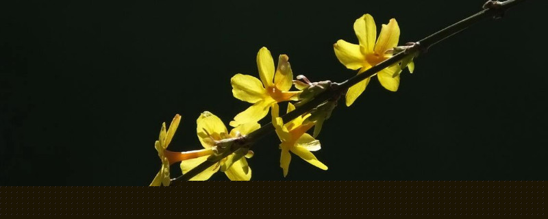 迎春花又稱什么花