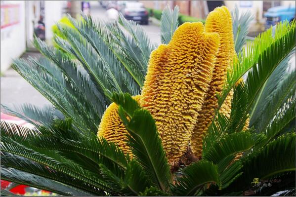 鐵樹的養(yǎng)殖方法，必須要掌握的5個要點