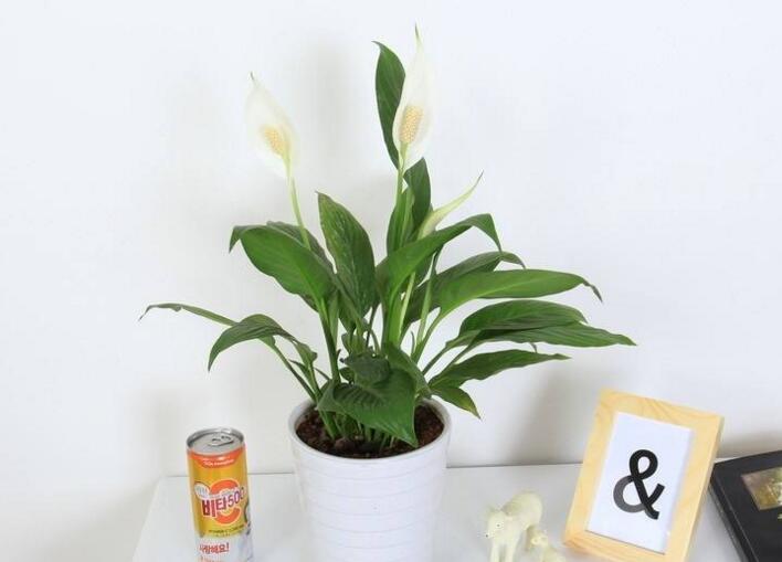 一帆風順用什么營養(yǎng)液，濃縮型營養(yǎng)液（發(fā)芽多發(fā)枝快）