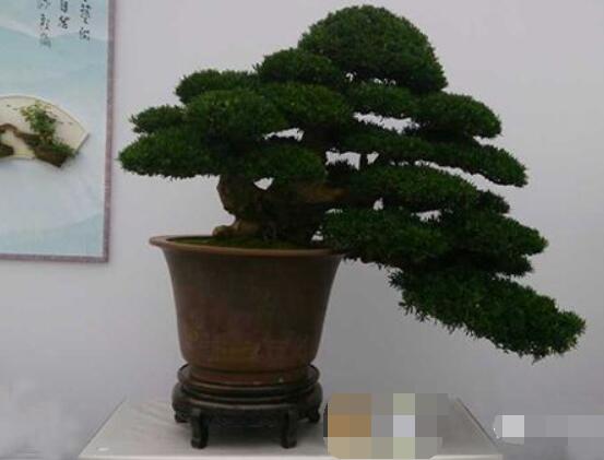 羅漢松盆景怎么摘心，修剪頂部的生長點(樹梢枝為10厘米最佳)